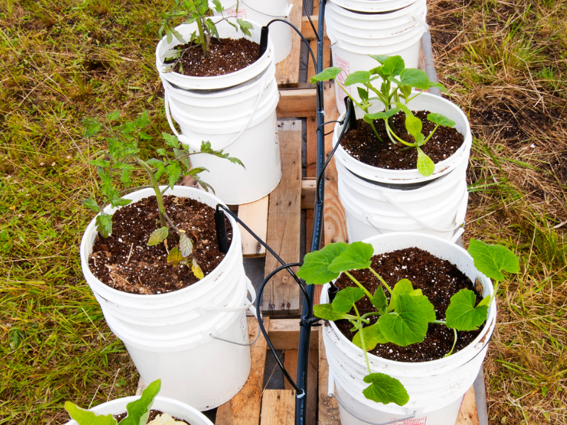 Cucumber plant in a bucket